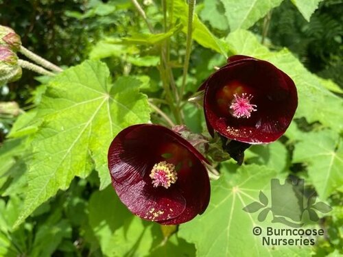 PHYMOSIA umbellata  